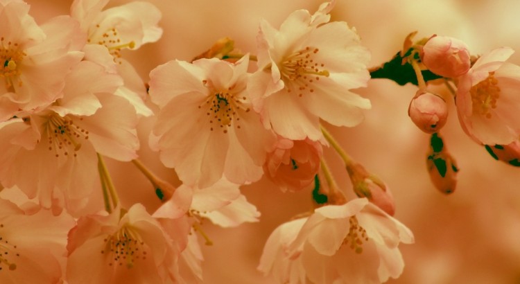 cherry-blossom-4085371_1920